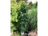 Klevas raudonasis ,Green Pillar' (lot. Acer rubrum) Klevas raudonasis ,Green Pillar' (lot. Acer rubrum)